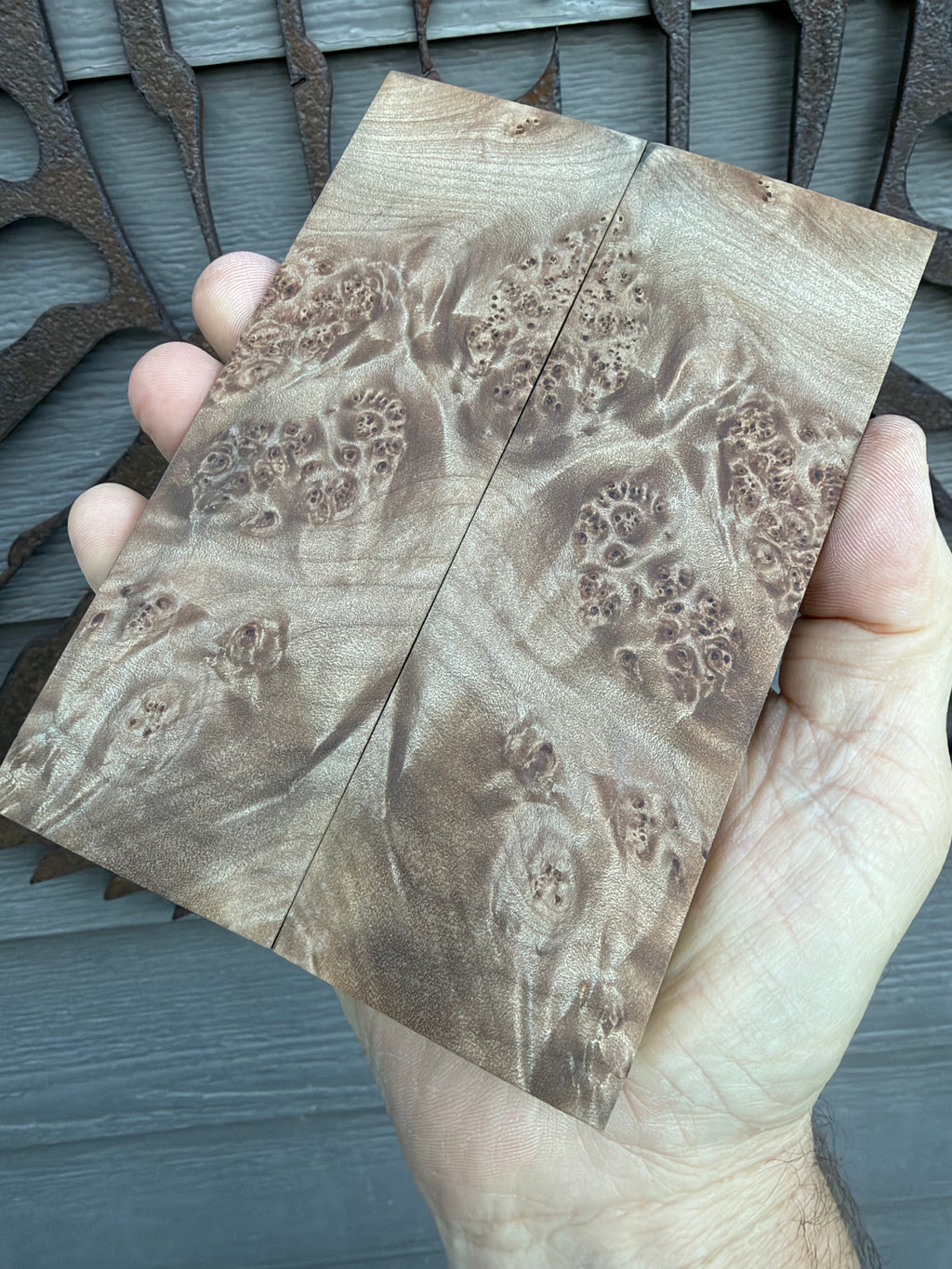  Big Leaf Maple Burl