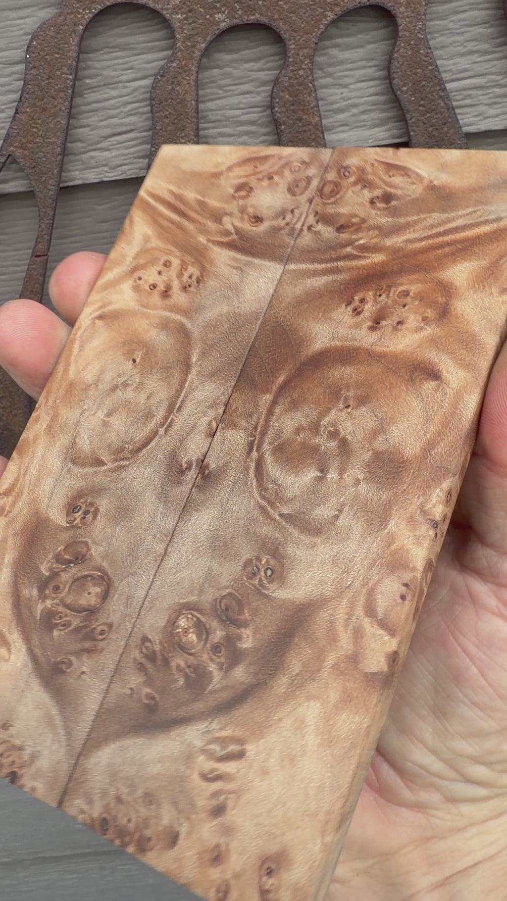 #1689 Big Leaf Maple Burl