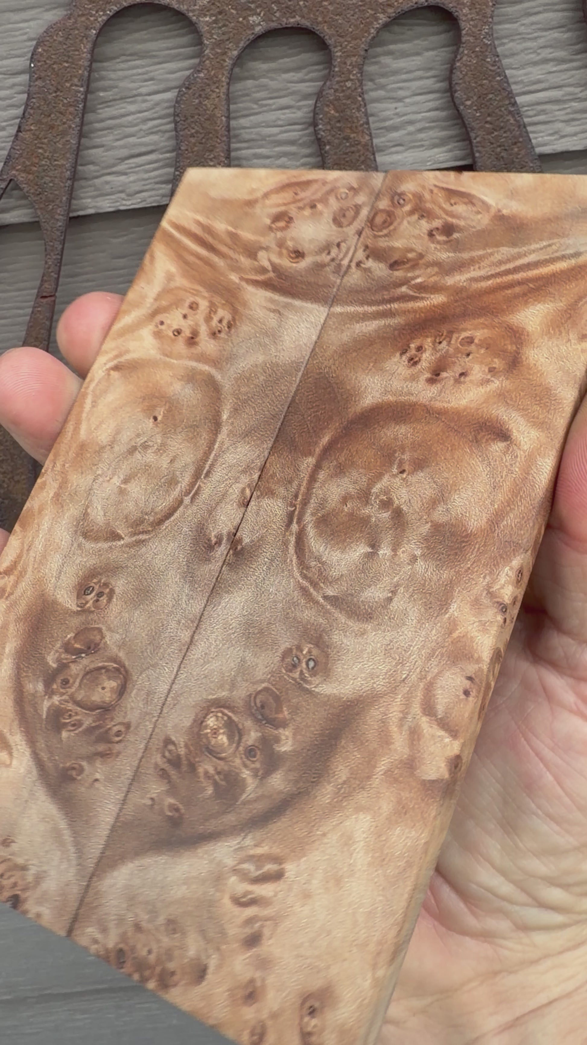 #1689 Big Leaf Maple Burl