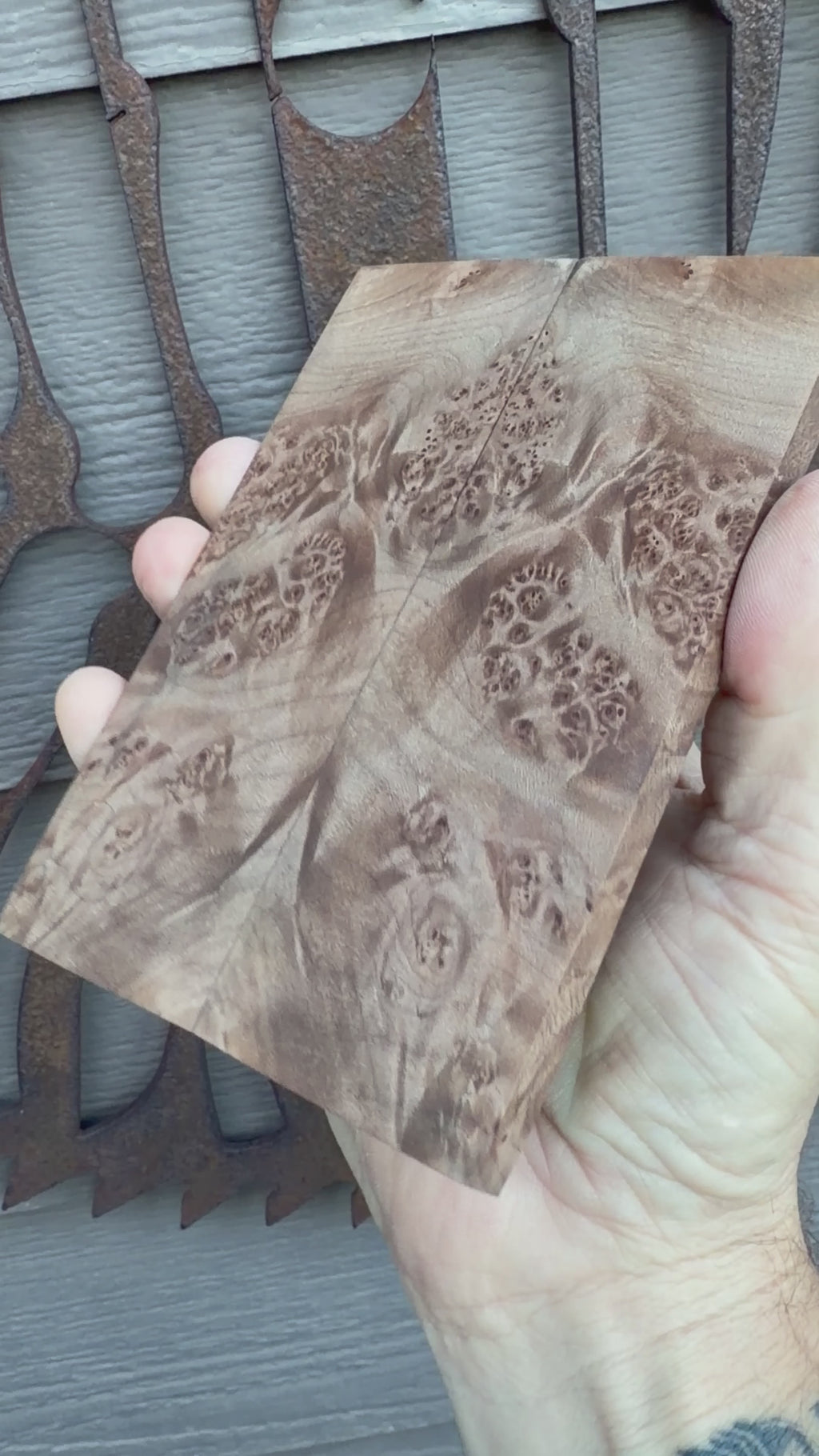 #1692 Big Leaf Maple Burl