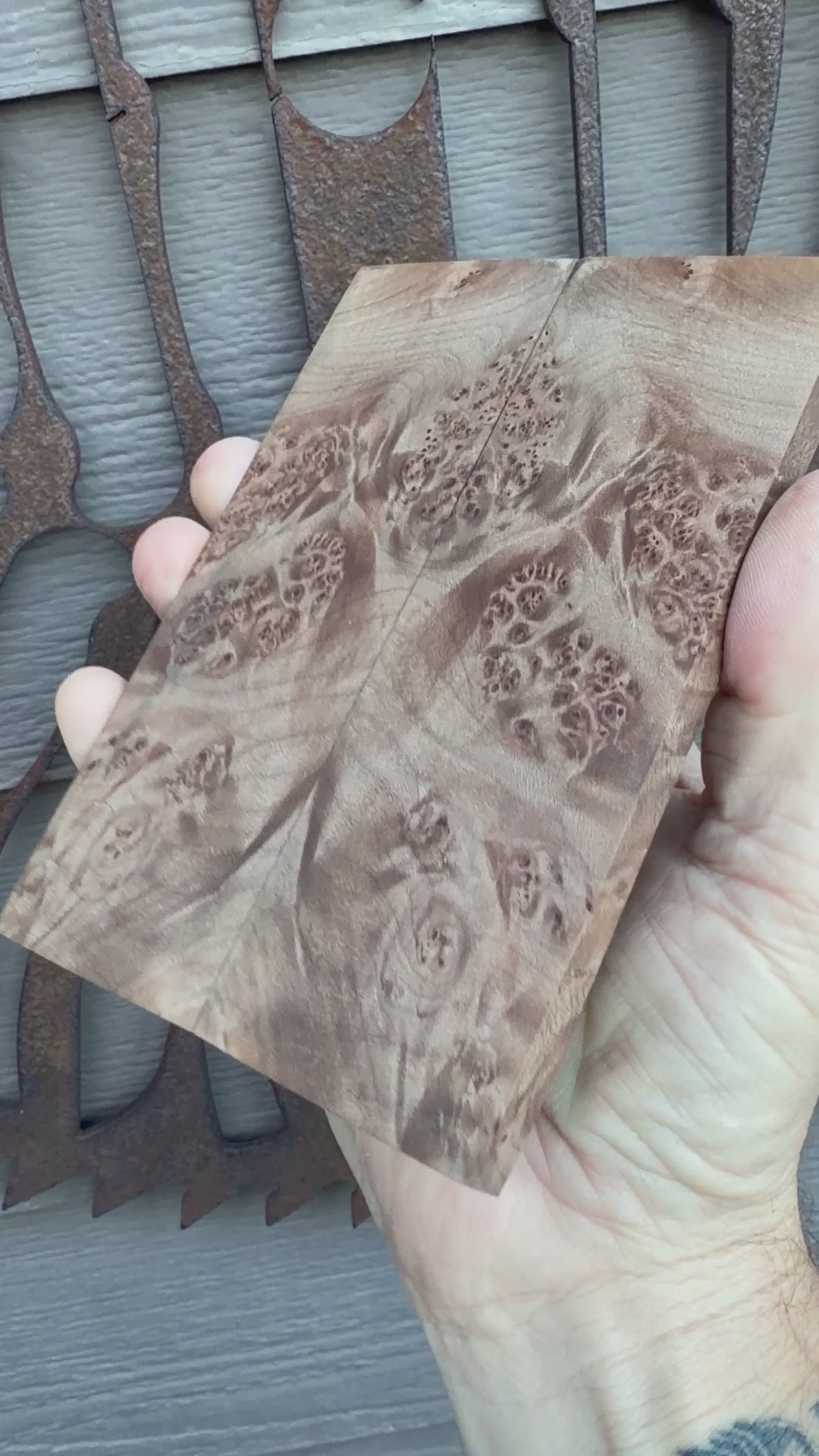 #1692 Big Leaf Maple Burl