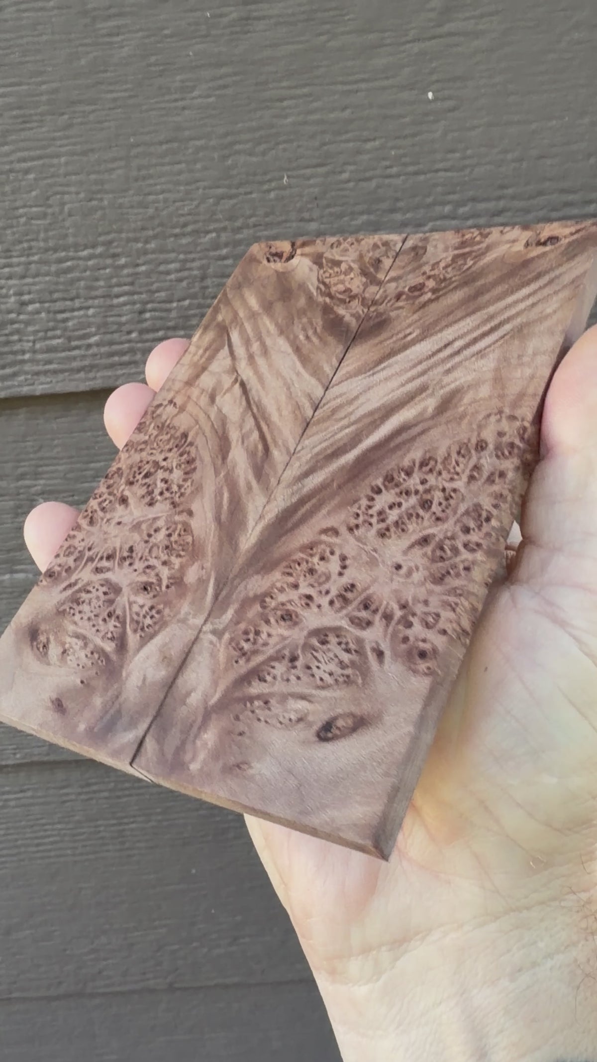 #1686 Big Leaf Maple Burl