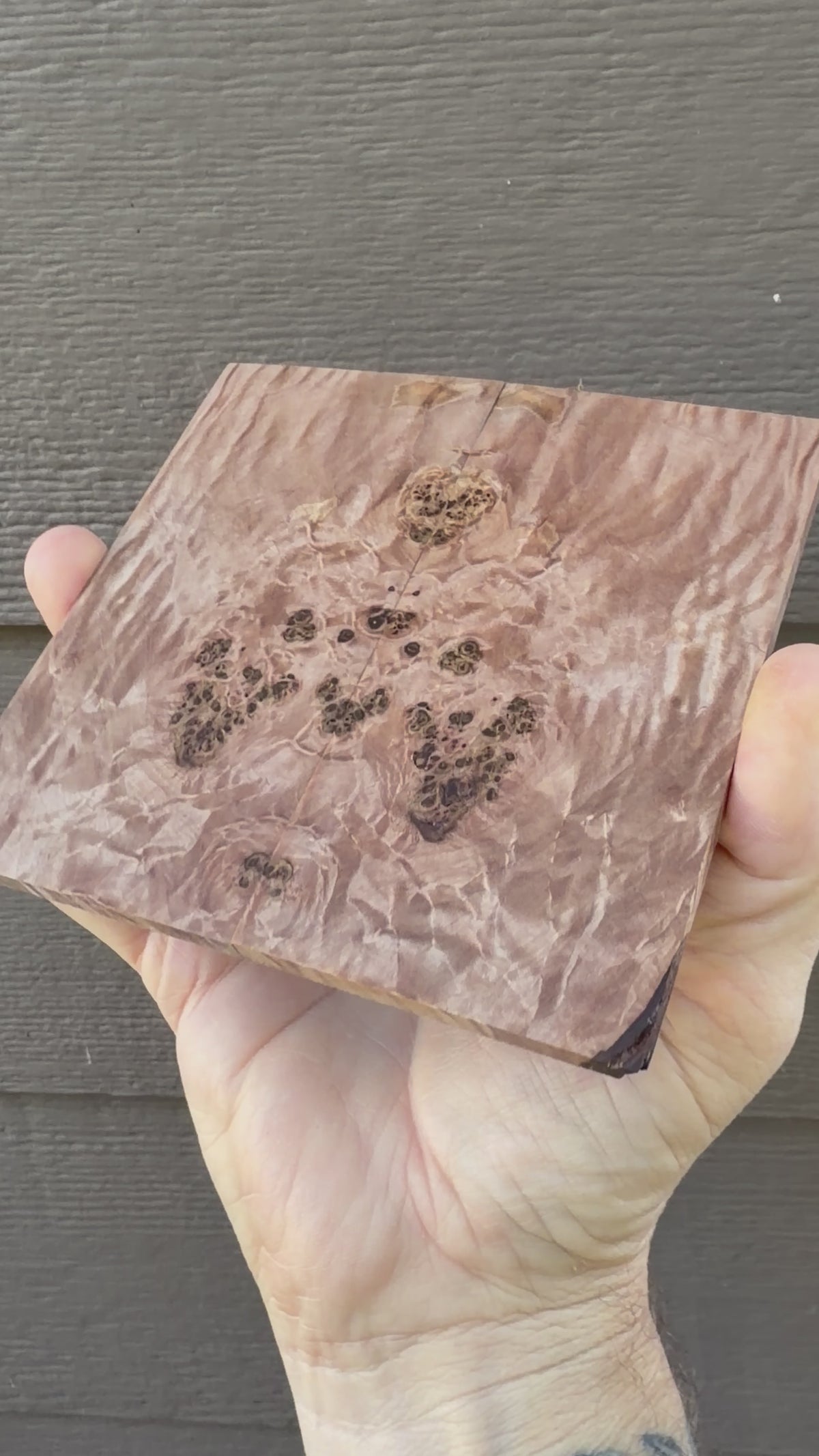 #7920 Big Leaf Maple Burl
